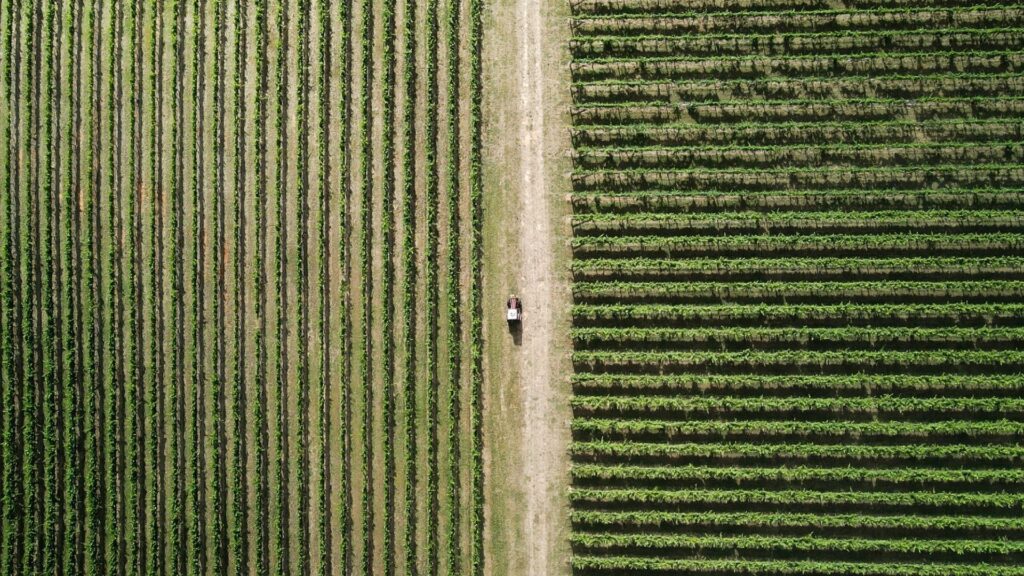 cool-climate winemaking